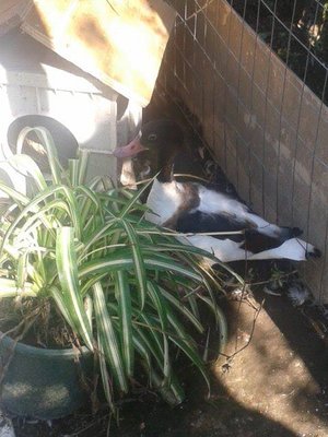 oca 1.jpg (53.32 KiB) Osservato 537 volte oca 1.jpg