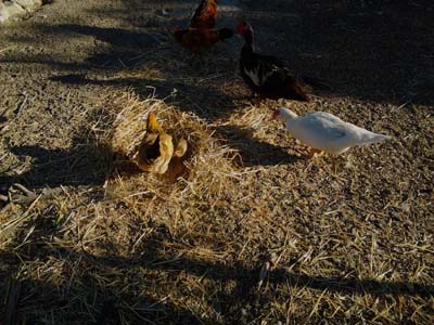 anatra.jpg anatra.jpg