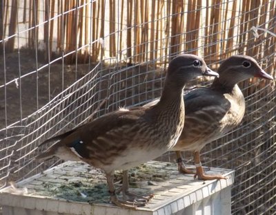 nuov.jpg (145.24 KiB) Osservato 1018 volte nuov.jpg