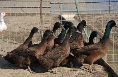 dark campbell.jpg (117.11 KiB) Osservato 635 volte dark campbell.jpg