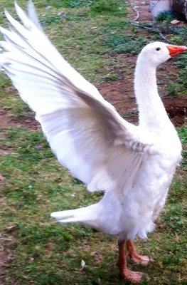 Guendalina / image.jpg image.jpg