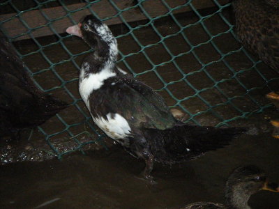 DSCF9652.JPG (113.82 KiB) Osservato 743 volte DSCF9652.JPG