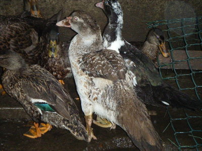 DSCF9656.JPG (116.93 KiB) Osservato 742 volte DSCF9656.JPG