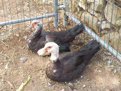 S5032376.JPG (115.09 KiB) Osservato 531 volte S5032376.JPG