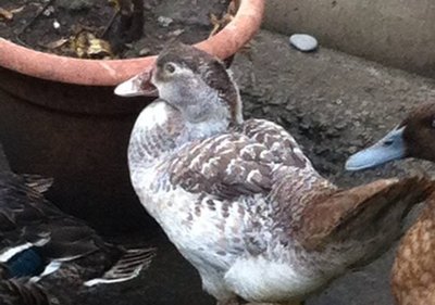 ok anatre.jpg (87.29 KiB) Osservato 569 volte ok anatre.jpg