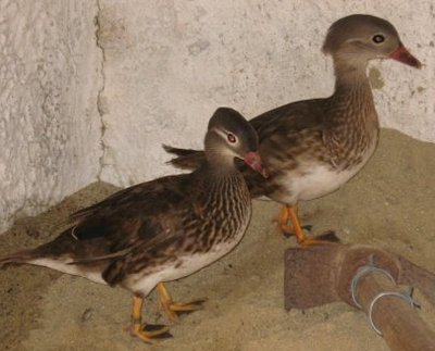 Img_0560 pic.jpg (27.99 KiB) Osservato 779 volte Img_0560 pic.jpg