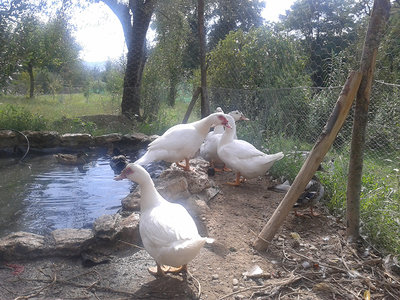 20130915_110612.jpg (389.98 KiB) Osservato 691 volte 20130915_110612.jpg