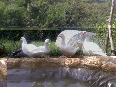 20130915_110728.jpg (370.23 KiB) Osservato 691 volte 20130915_110728.jpg