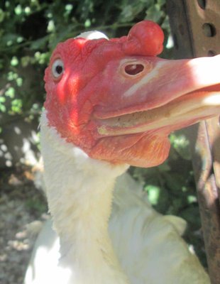 IMG_1224.jpg (93.57 KiB) Osservato 947 volte IMG_1224.jpg