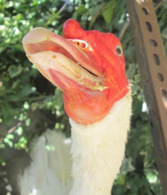 IMG_1227.jpg (105.48 KiB) Osservato 945 volte IMG_1227.jpg