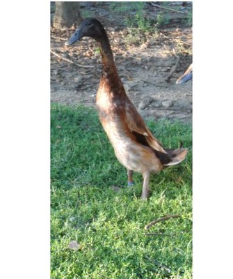 Immagine.JPG (49.52 KiB) Osservato 561 volte Immagine.JPG