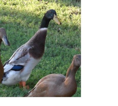 Immagine5.JPG (31.27 KiB) Osservato 549 volte Immagine5.JPG