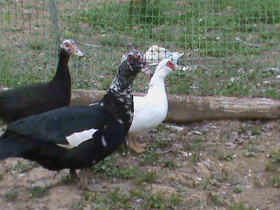 trio anatre mute.JPG (149.86 KiB) Osservato 3514 volte trio anatre mute.JPG