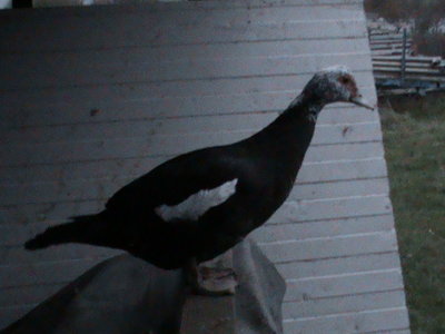 Anatra muta fattrice 1.JPG (149.39 KiB) Osservato 3513 volte Anatra muta fattrice 1.JPG