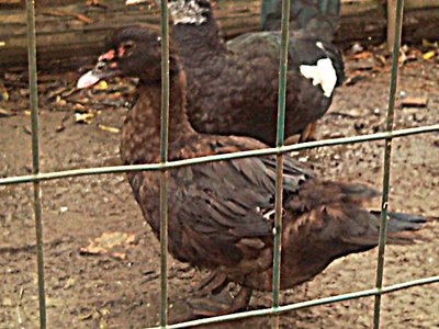 anatra2.jpg (296.88 KiB) Osservato 740 volte anatra2.jpg