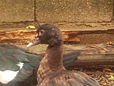 anatra.jpg (244.04 KiB) Osservato 740 volte anatra.jpg