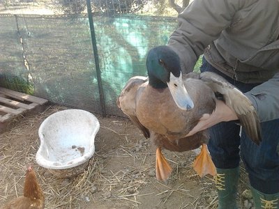 rudolf.jpg rudolf.jpg