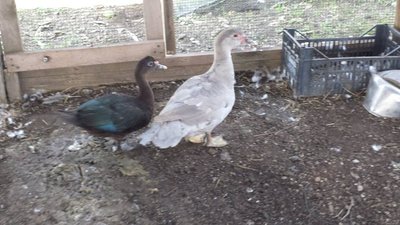 anatre mute confronto.jpg (82.63 KiB) Osservato 944 volte anatre mute confronto.jpg