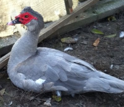 image.jpg (122.98 KiB) Osservato 760 volte image.jpg