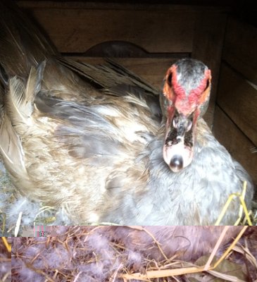 image.jpg (130.54 KiB) Osservato 760 volte image.jpg