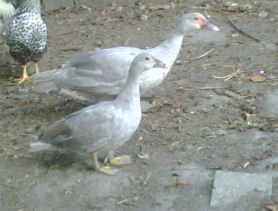 IMG00664-20130913-1344.jpg (68.05 KiB) Osservato 689 volte IMG00664-20130913-1344.jpg