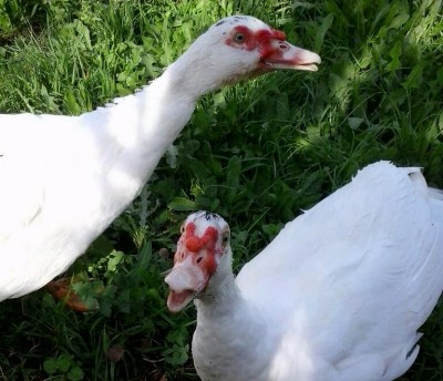 2013-10-30 11.37.00-1.jpg (88.35 KiB) Osservato 670 volte 2013-10-30 11.37.00-1.jpg