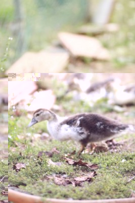 l'altro degli 11 ;) / IMG_0852.jpg IMG_0852.jpg