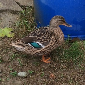 Paperina ovaiola / image.jpg image.jpg