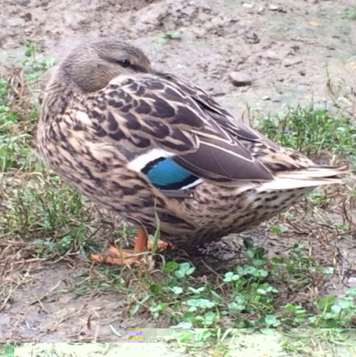 È talmente stanca dopo tutte queste uova che dorme in piedi / image.jpg image.jpg