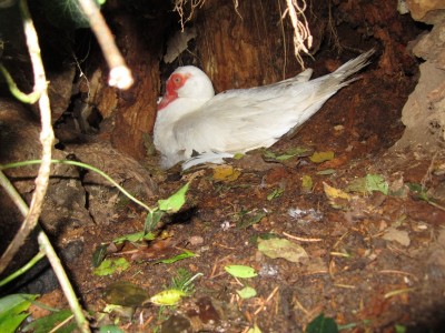 IMG_0754.JPG (195.61 KiB) Osservato 849 volte IMG_0754.JPG