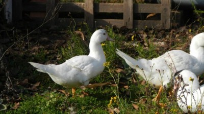 adelina!! / 1268576_519201821495110_1081299576_o.jpg 1268576_519201821495110_1081299576_o.jpg