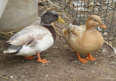 27-1-12 germano isabella (3)rid.JPG (173.97 KiB) Osservato 720 volte 27-1-12 germano isabella (3)rid.JPG