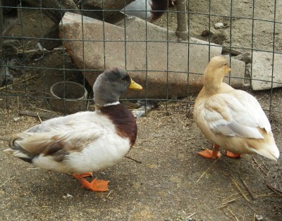 27-1-12 germano isabella rid.JPG (209.53 KiB) Osservato 720 volte 27-1-12 germano isabella rid.JPG