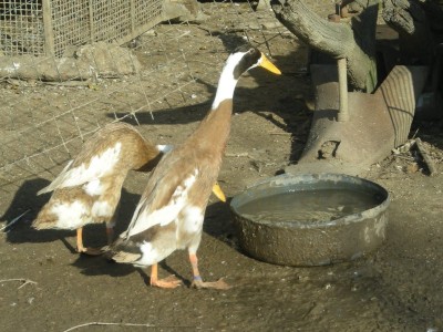 polli 022.JPG (158.21 KiB) Osservato 956 volte polli 022.JPG