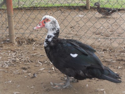 SDC12941.jpg (250.7 KiB) Osservato 583 volte SDC12941.jpg