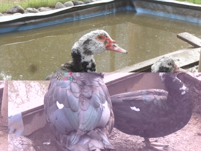 SDC12942.jpg (212.61 KiB) Osservato 583 volte SDC12942.jpg