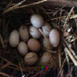 nido rimpicciolito.JPG nido rimpicciolito.JPG