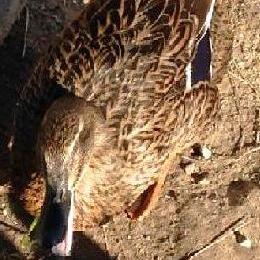 wndalina.JPG wndalina.JPG