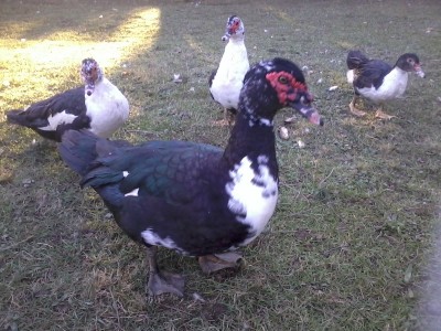 2013-12-07 15.18.45.jpg (300.49 KiB) Osservato 959 volte 2013-12-07 15.18.45.jpg