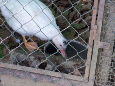 anatra muta 1 / anatra 1.jpg anatra 1.jpg