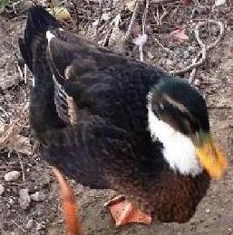 ocalino.JPG ocalino.JPG