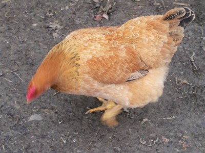 gallina / gallina 2.JPG gallina 2.JPG