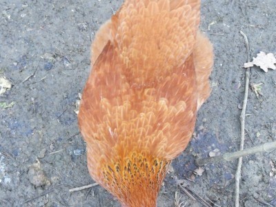 gallina / gallina.JPG gallina.JPG