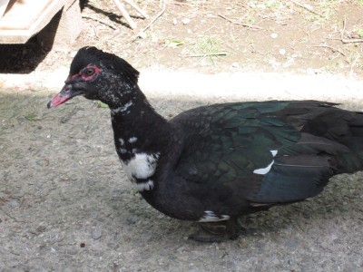 IMG_0676.JPG (173.46 KiB) Osservato 573 volte IMG_0676.JPG