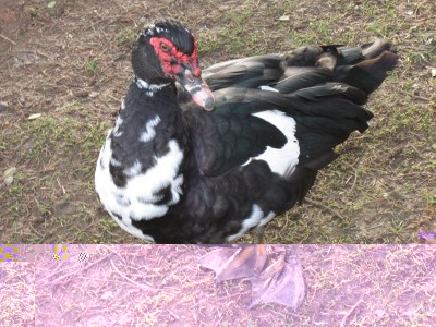 IMG_0833.JPG (222.1 KiB) Osservato 573 volte IMG_0833.JPG