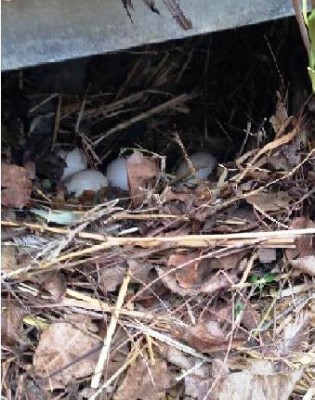 nuovo nido.JPG (40.46 KiB) Osservato 500 volte nuovo nido.JPG