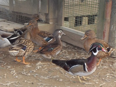 SDC12947.jpg (233.19 KiB) Osservato 703 volte SDC12947.jpg