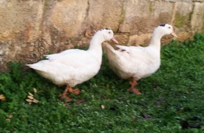 Photo 2.jpg (98.11 KiB) Osservato 670 volte Photo 2.jpg