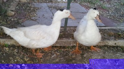 Photo 1(2).jpg (144.21 KiB) Osservato 669 volte Photo 1(2).jpg