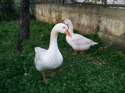 Photo 4.jpg (259.05 KiB) Osservato 502 volte Photo 4.jpg